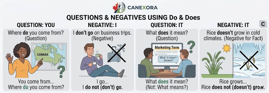 C. Questions and Negative Sentences using Do and Does